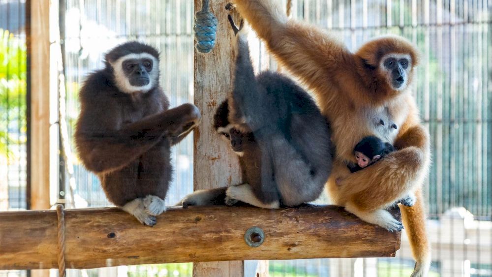 YALTA INTOURIST (ЯЛТА-ИНТУРИСТ), отель - 53