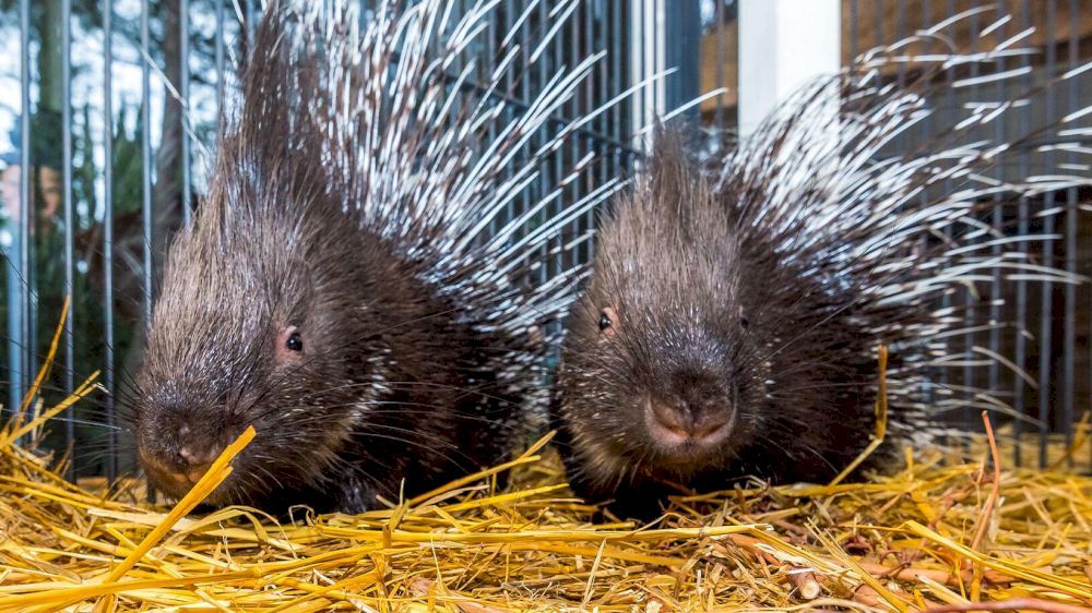 YALTA INTOURIST (ЯЛТА-ИНТУРИСТ), отель - 57