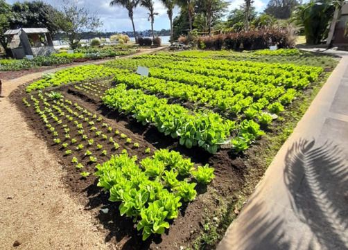 THE WESTIN TURTLE BAY RESORT & SPA MAURITIUS - 20