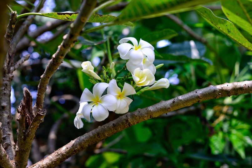 PAPA JOLLYS ECO RESORT (ex. PAPA JOLLYS BOUTIQUE HOTEL) - 5