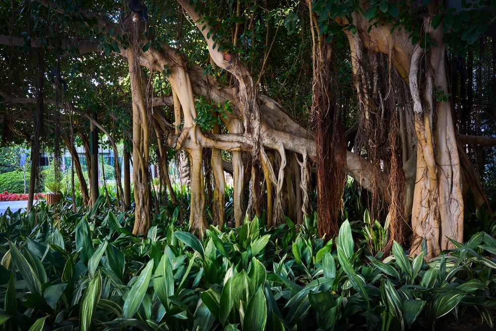 Movenpıck Resort Antalya Tekirova  - 10