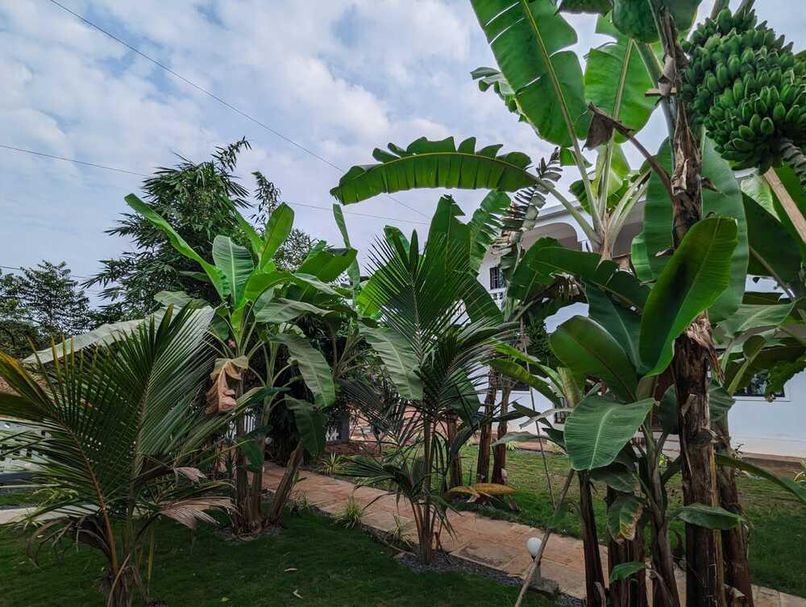 WHITE TREE RESORT - 6