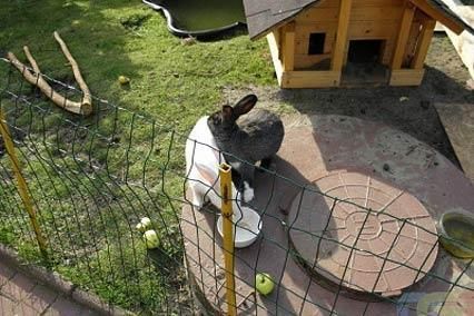 ВИЛЛА ЭЛИЗА ЗАРКАУ, гостевой дом - 17