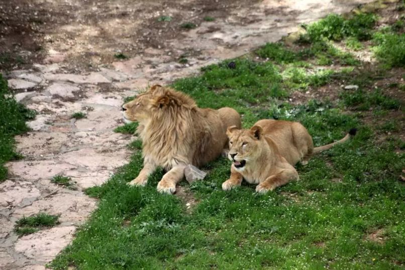 В Турции откроется первый сафари-парк хищников