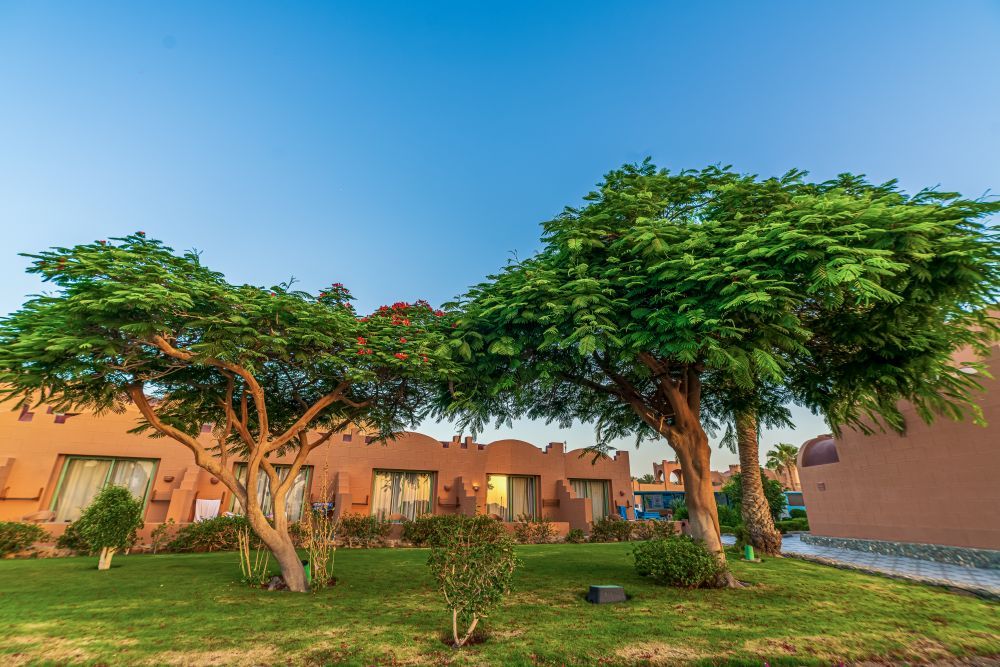 AKASSIA SWISS RESORT (ex. CLUB CALIMERA AKASSIA) - 29