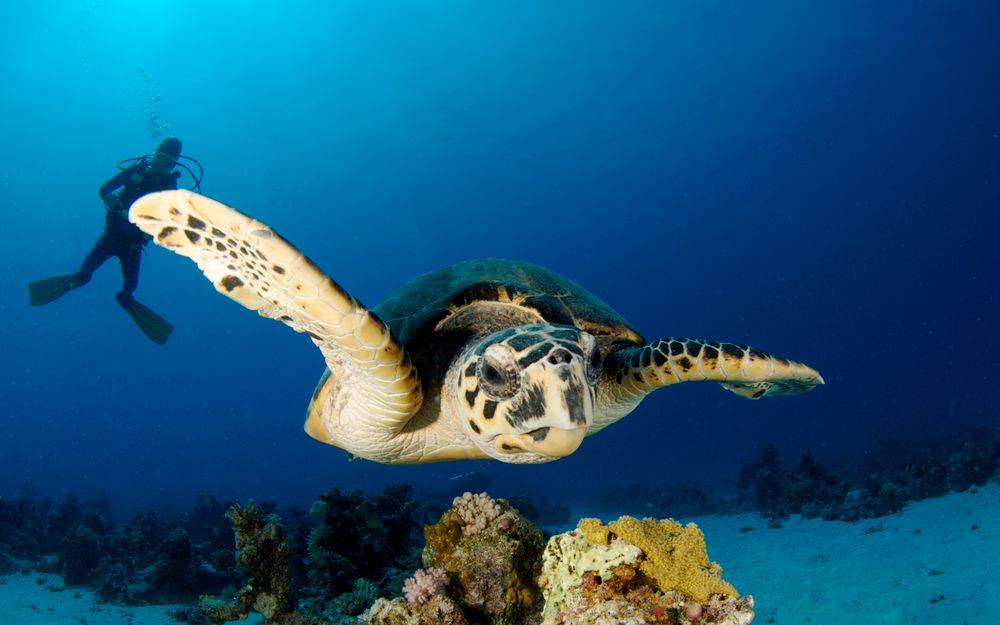 AMARINA ABU SOMA RESORT & AQUAPARK - 52