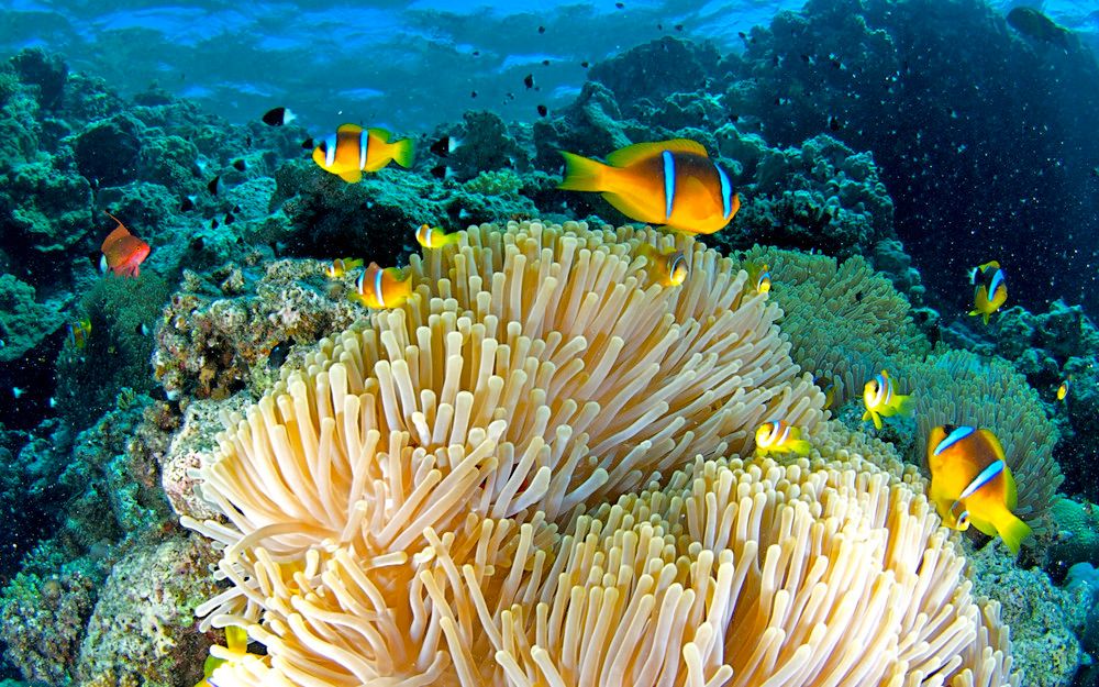 AMARINA ABU SOMA RESORT & AQUAPARK - 50