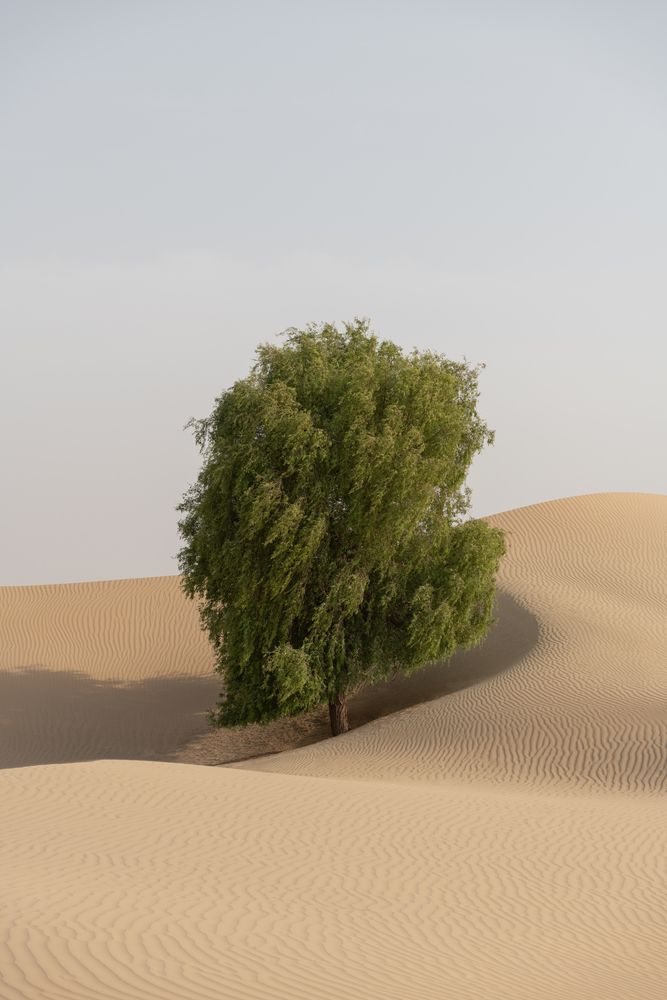 BAB AL SHAMS DESERT RESORT & SPA - 5