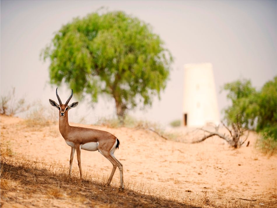 THE RITZ CARLTON RAS AL KHAIMAH, AL WADI DESERT - 70