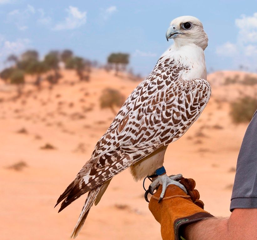 THE RITZ CARLTON RAS AL KHAIMAH, AL WADI DESERT - 65