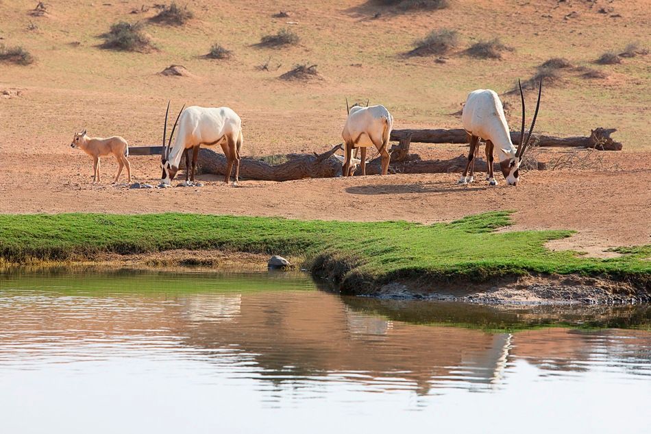 THE RITZ CARLTON RAS AL KHAIMAH, AL WADI DESERT - 72