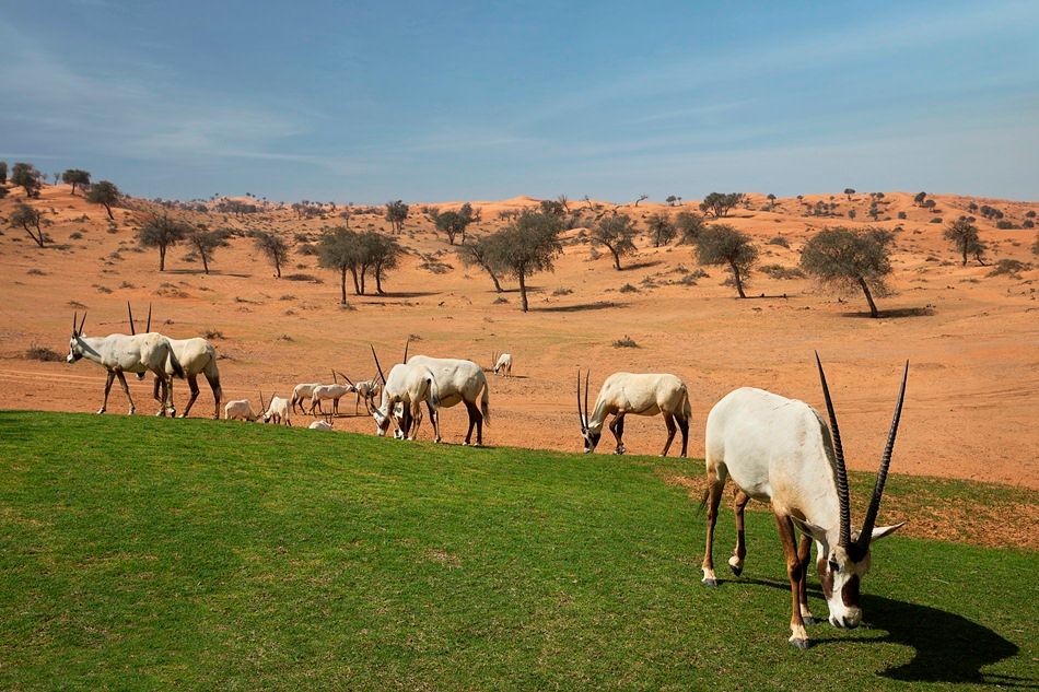 THE RITZ CARLTON RAS AL KHAIMAH, AL WADI DESERT - 73