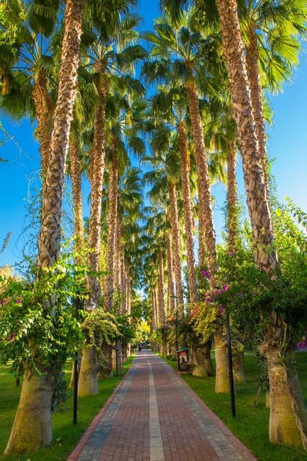 Gardenia Beach Hotel - 25