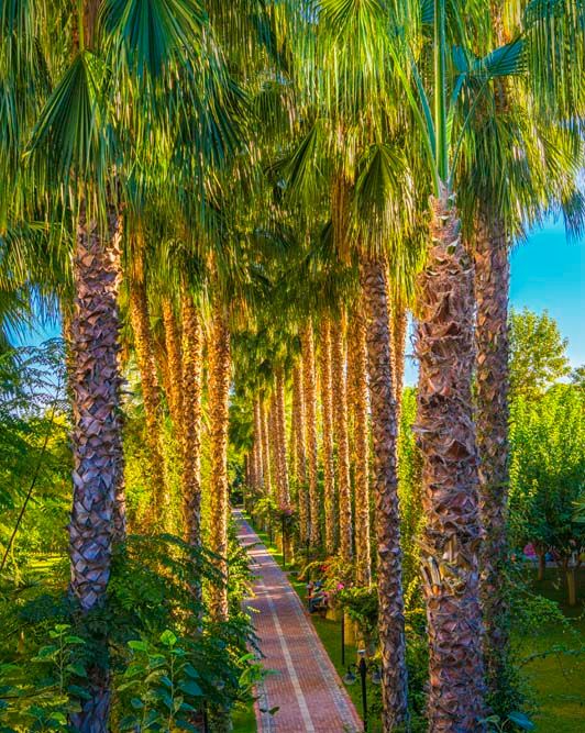 Gardenia Beach Hotel - 24