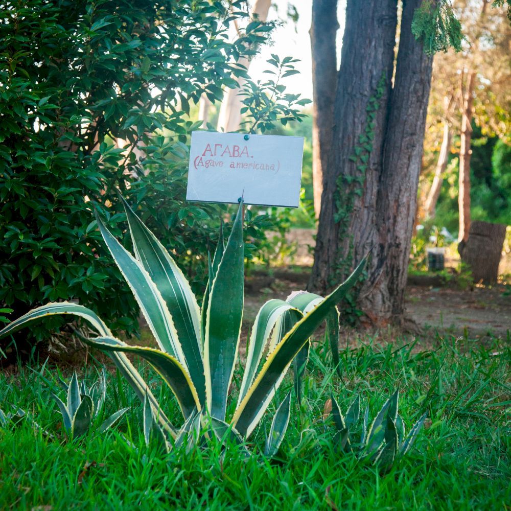 WELLNESS PARK HOTEL GAGRA, отель комфорт - 7