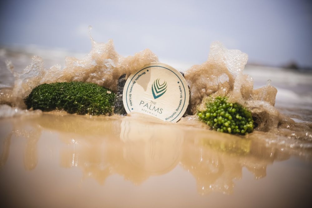 THE PALMS HOTEL - 13