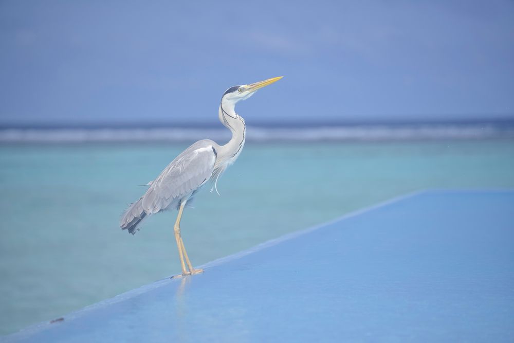 SUMMER ISLAND MALDIVES  - 17