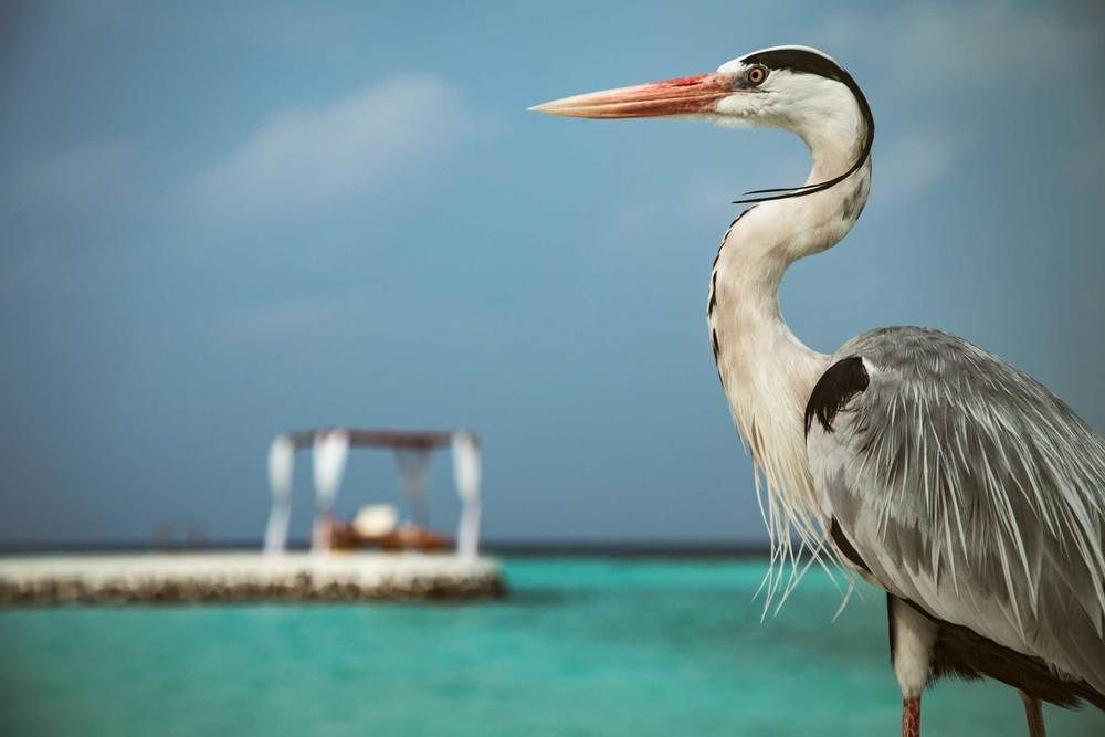 NAKAI MAAYAFUSHI - 7