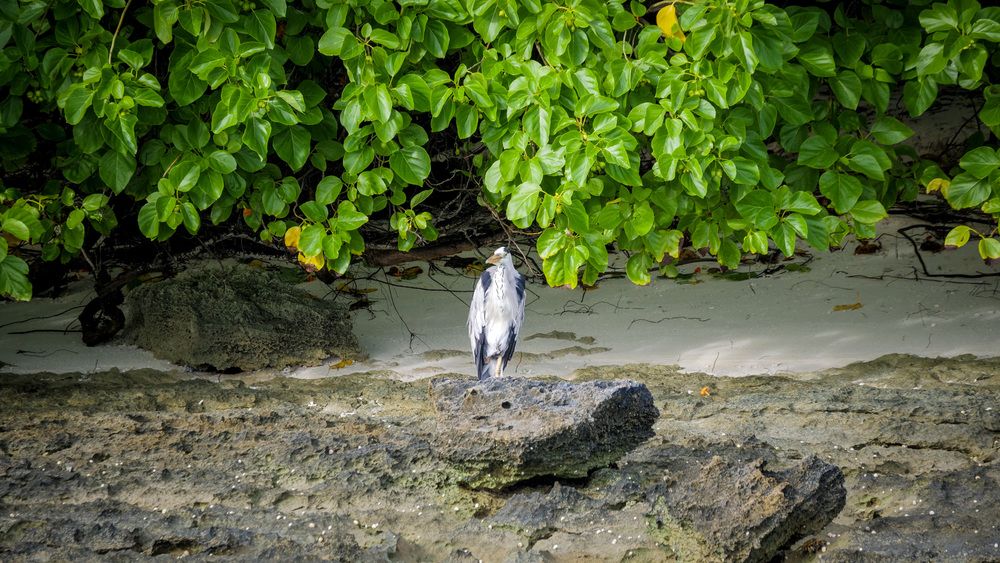 THE RESIDENCE DHIGURAH - 50