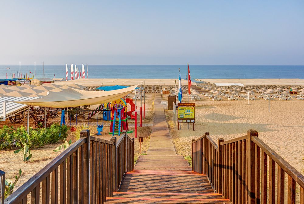 Magic Life Jacaranda - 23