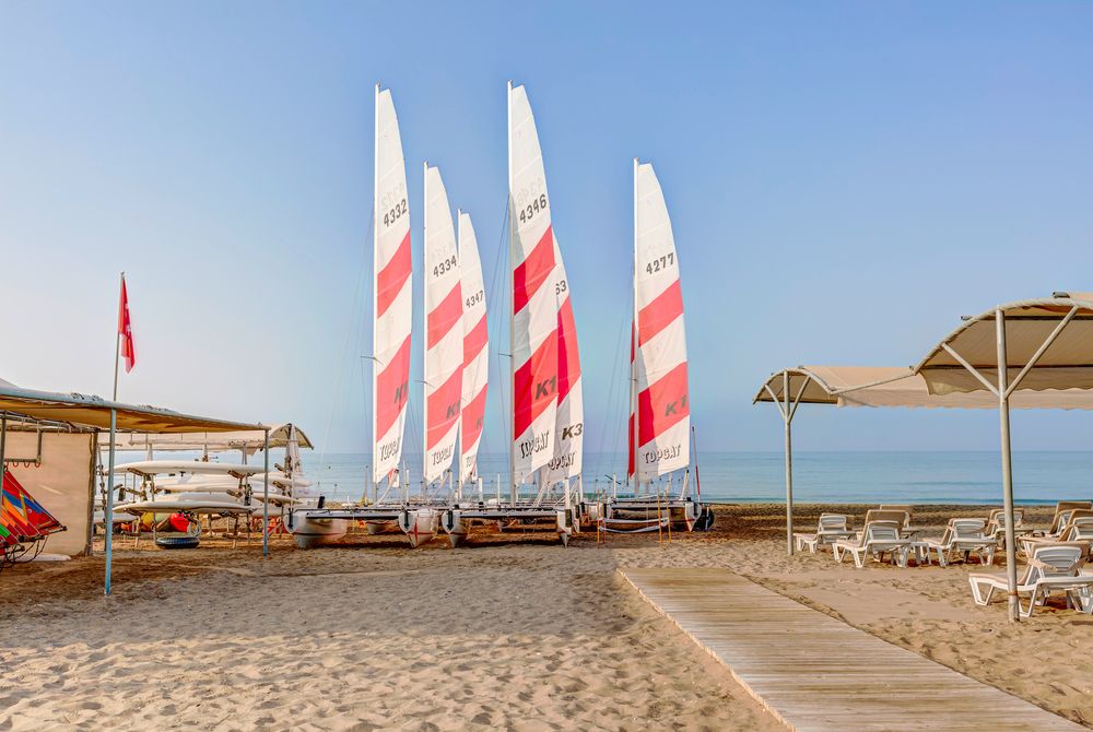 Magic Life Jacaranda - 21