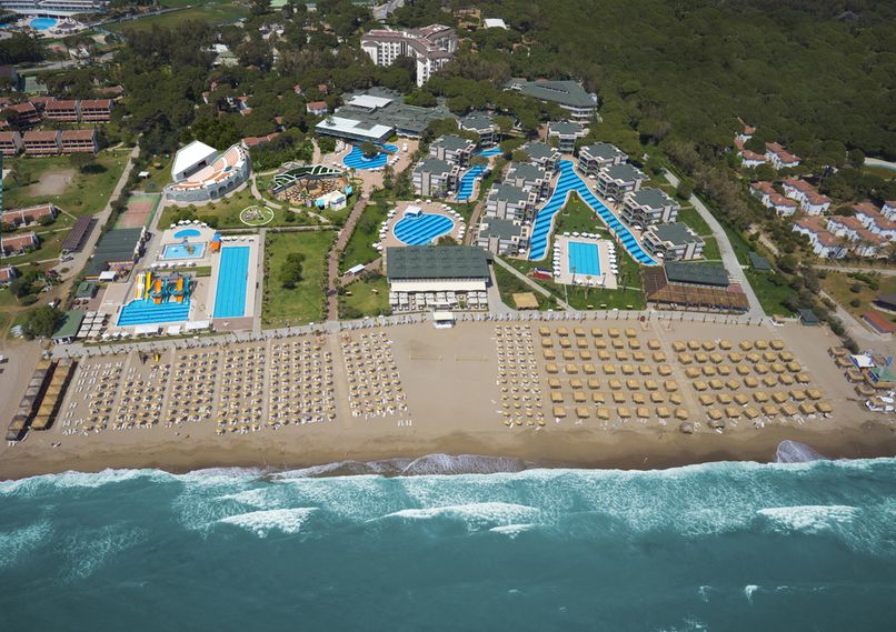 Magic Life Jacaranda - 1