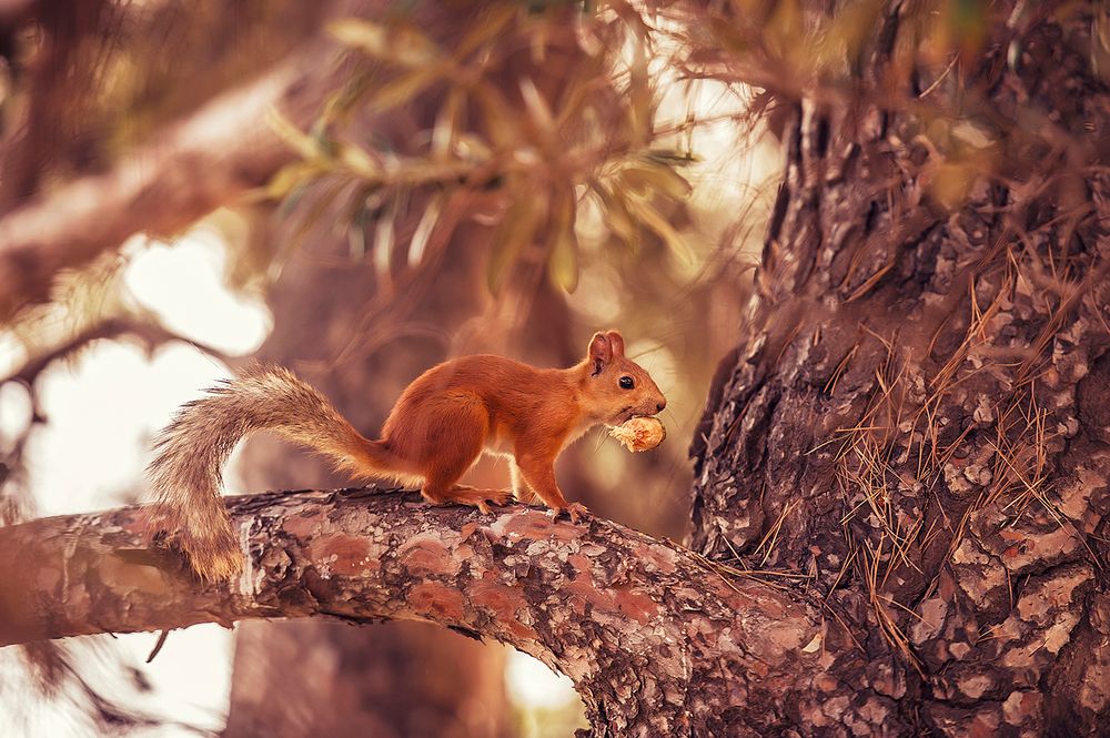 ПУШКИНО, санаторий (Гурзуф) - 21
