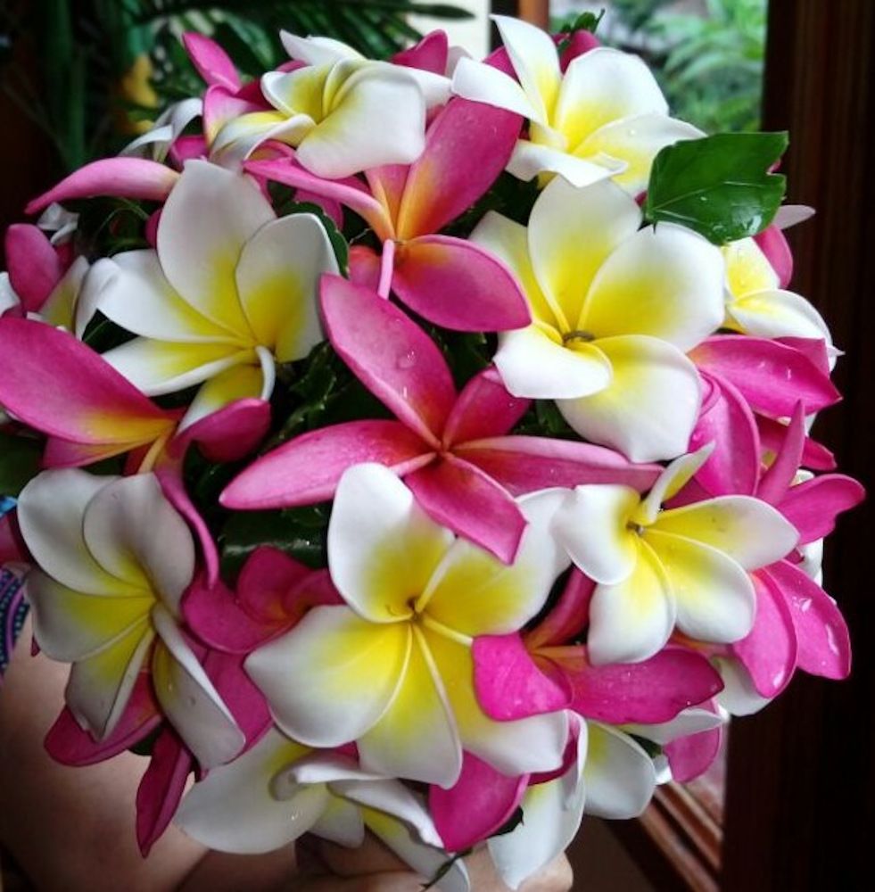 PATATRAN VILLAGE - 11