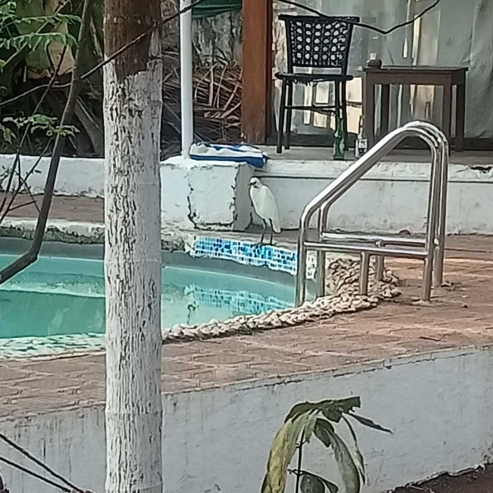 COCOS RESORT GOA - 7