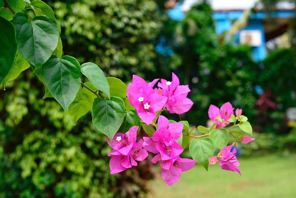 PAPA JOLLYS ECO RESORT (ex. PAPA JOLLYS BOUTIQUE HOTEL) - 7