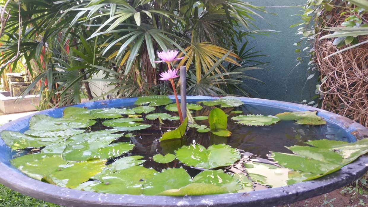 CORAL PALM VILLA & APARTMENT GUESTHOUSE - 21