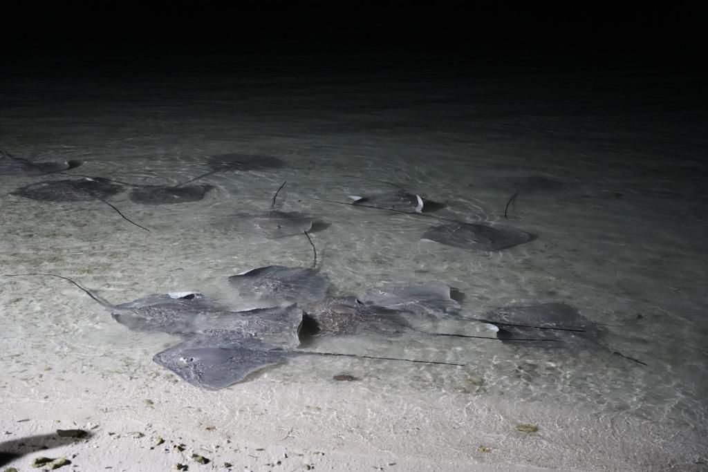 PAVONA MALDIVES - 11