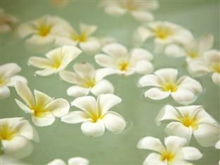 THE FRANGIPANI TREE BY EDWARDS COLLECTION (THALPE) - 6