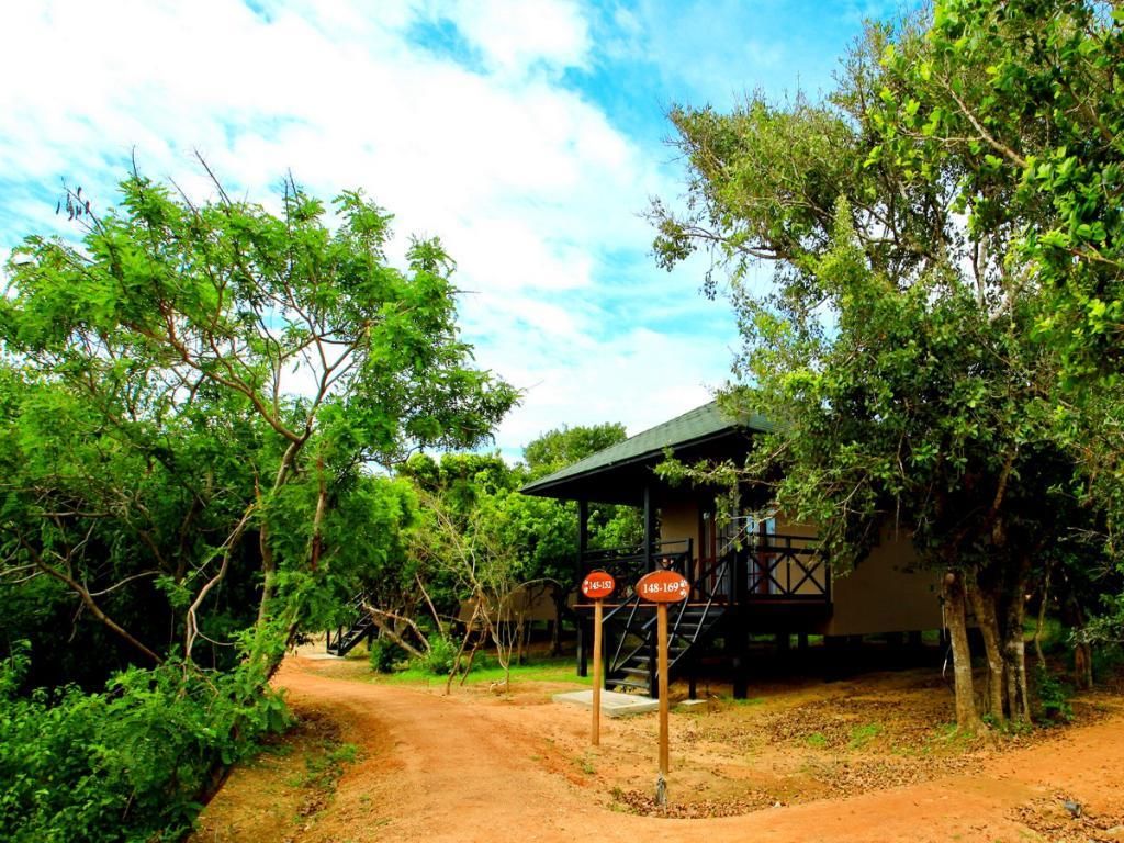 CINNAMON WILD YALA - 6